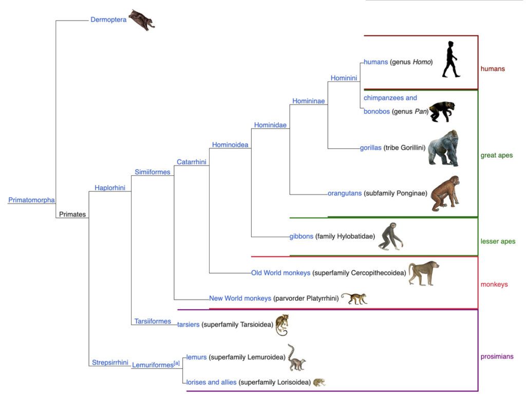 Primate taxonomy.